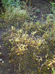 bryophyt